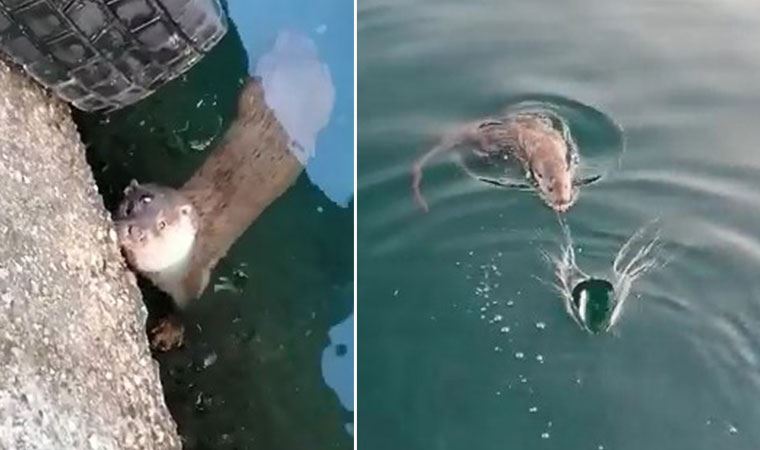 Bursa’da görüntülendi… “Gel pisi pisi, gel pisi pisi” diye çağırdı