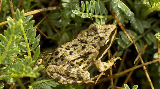 Dünyada sadece Niğde’de görülen Toros kurbağası koruma altına alındı