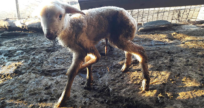 Görenleri şaşkına çevirdi! ‘Böyle bir duruma daha önce hiç rastlamadım’