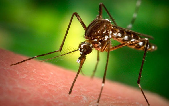 Çin’de dev sivrisinek bulundu