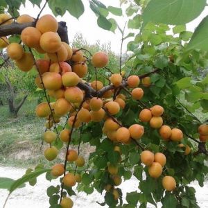 Günde 600 Ton Kayısı İhraç Ediliyor