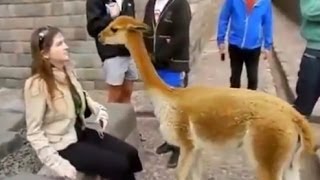 Komik Hayvan Saldırıları