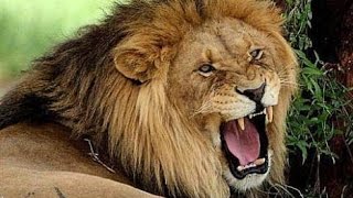 Vahşi Hayvanlar (Belgesel)