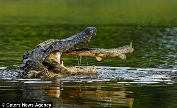 Avını bir lokmada böyle yuttu