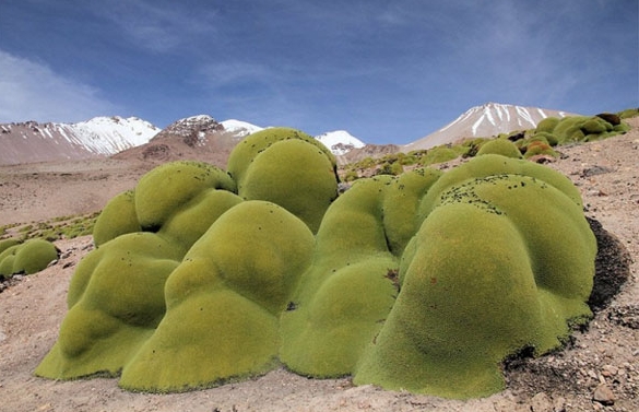 Çöl’ün ortasında maydanoz!