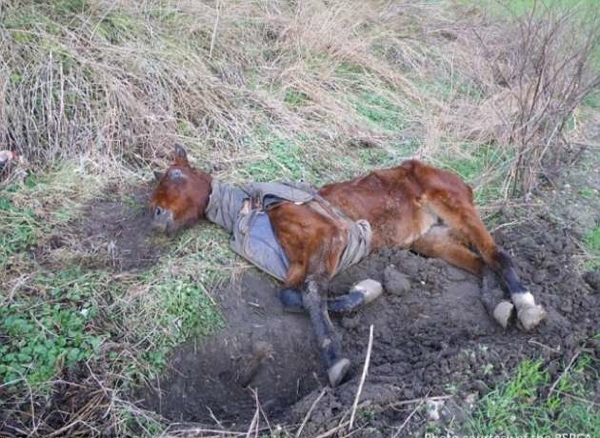 Ölmek üzere olan at hayata böyle döndü