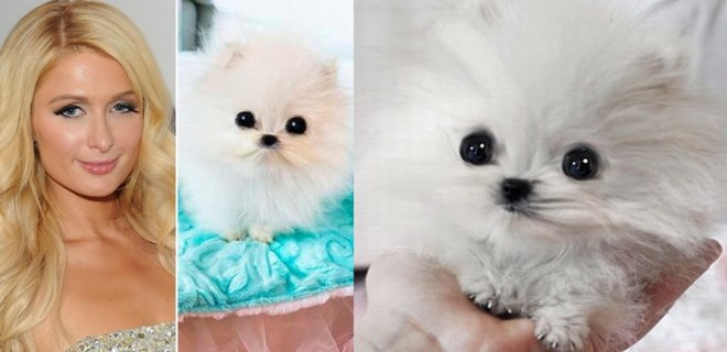 Paris Hilton’un 13 bin