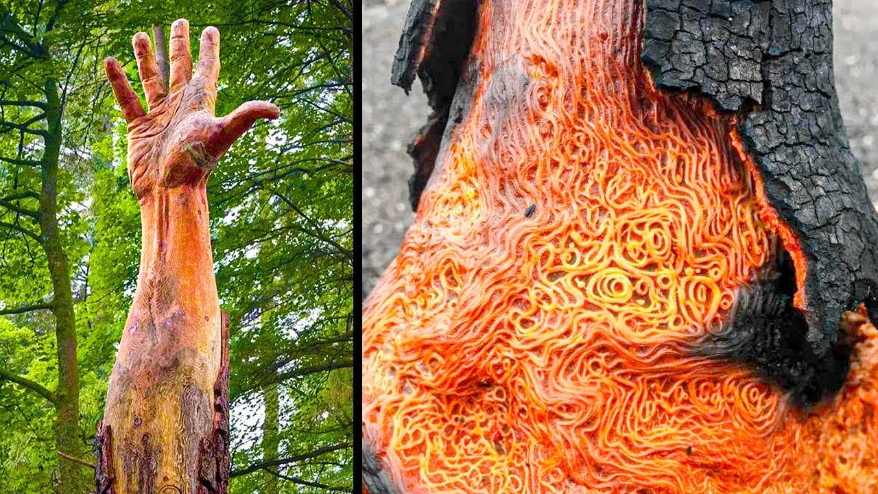 Ormanda Bulunan Korkunç Şeyler